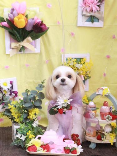 20230301みるくちゃん